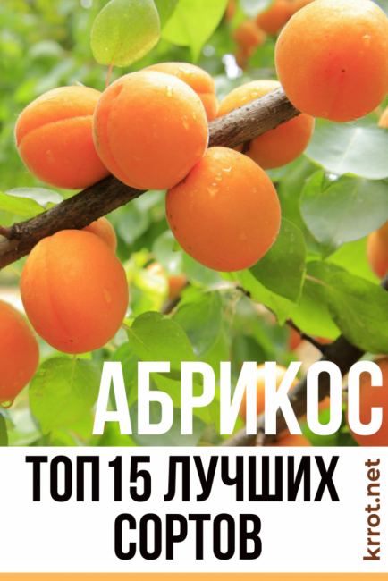 Description de la photo des variétés d'abricots