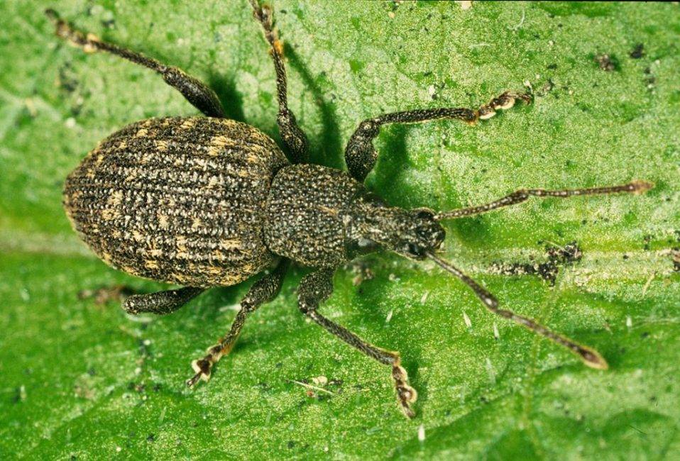 charançon sillonné