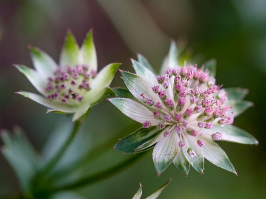 Fleurs vivaces (TOP-50 espèces): catalogue de jardin à offrir avec photos et noms