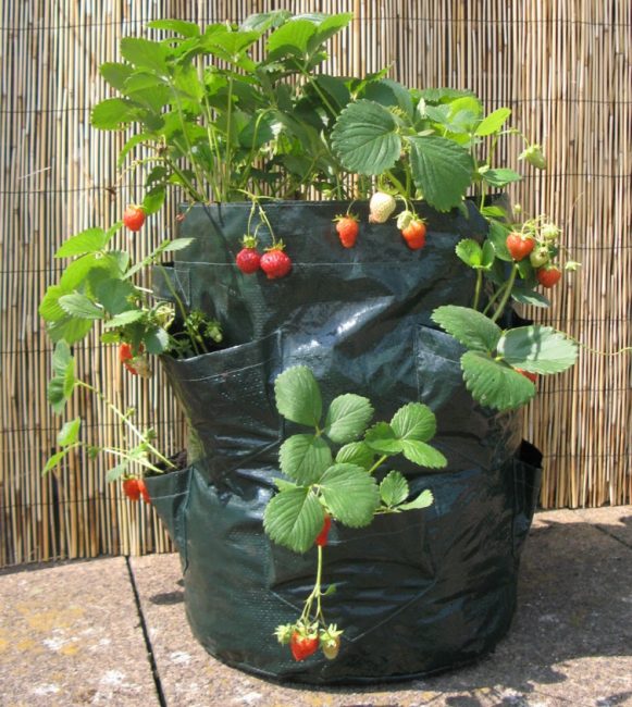 fraises dans un sac