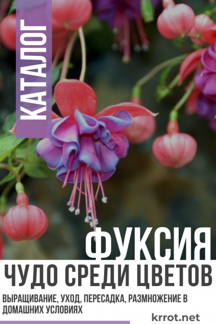 Fuchsia - Merveille parmi les fleurs