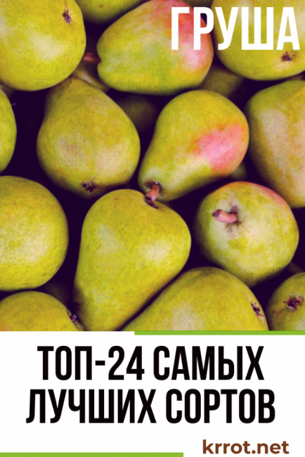 poires variété description photo commentaires