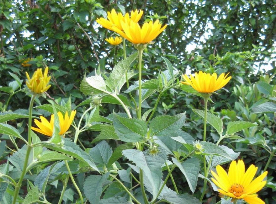 Fleurs vivaces (TOP-50 espèces): catalogue de jardin à offrir avec photos et noms