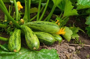 TOP 9 Recettes de délicieuses salades de courgettes pour l