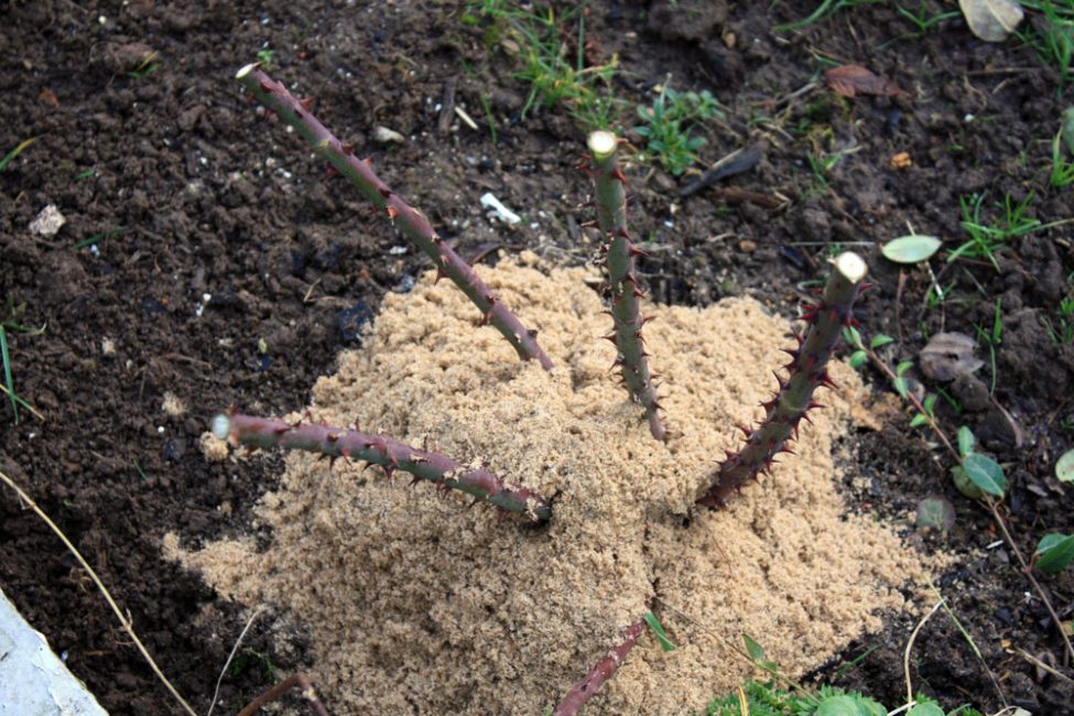 Les buissons plantés pour l'hiver doivent être saupoudrés de terre ou de sciure de bois, des aiguilles peuvent être utilisées.