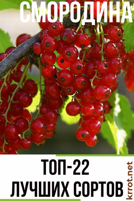 description des variétés de groseilles