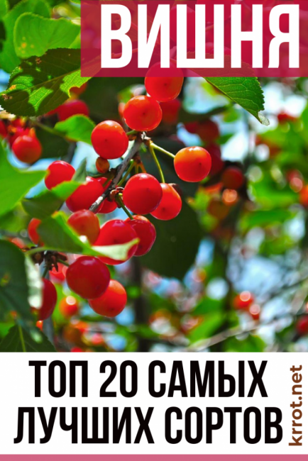 commentaires sur la description des variétés de cerises