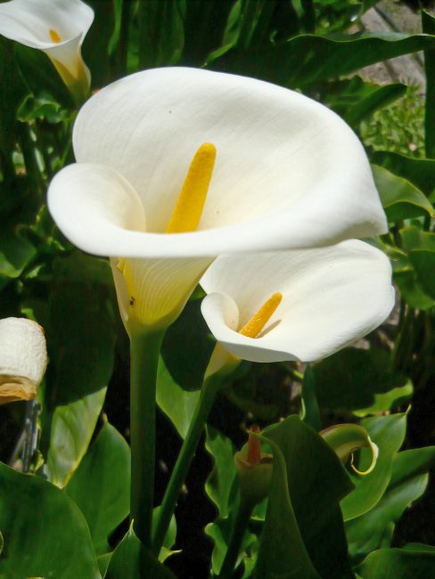 calla éthiopienne
