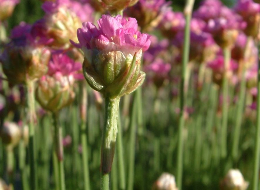 Fleurs vivaces (TOP-50 espèces): catalogue de jardin à offrir avec photos et noms
