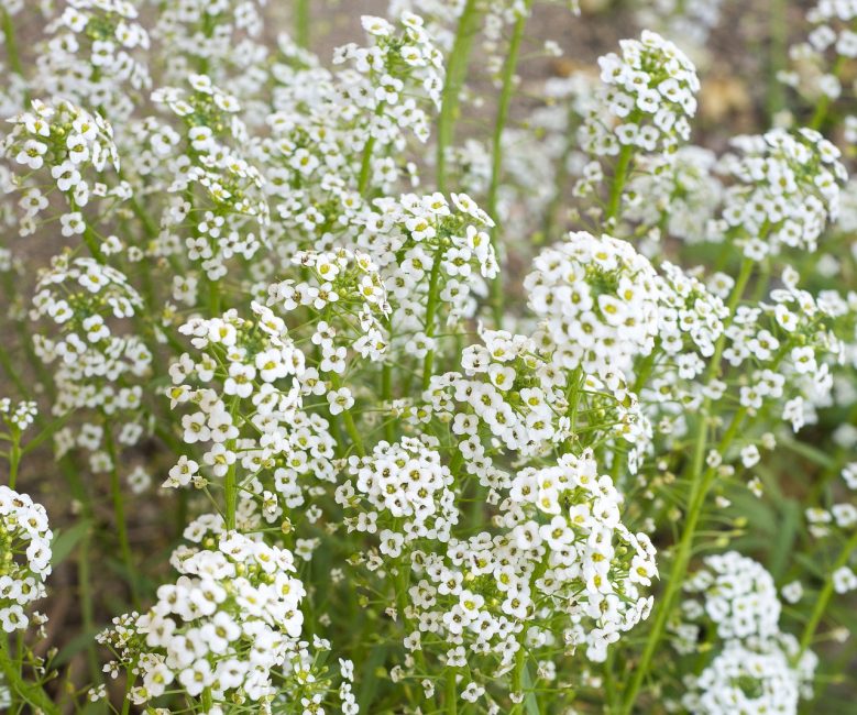 fleur de gypsophile