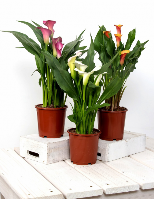 Trois pots de callas