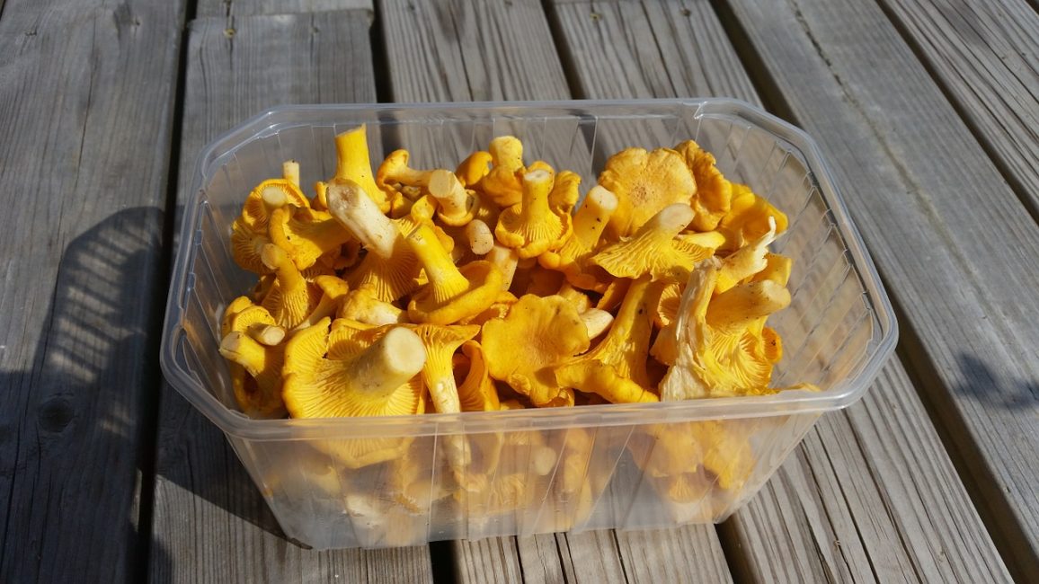 Chanterelles dans un panier en plastique