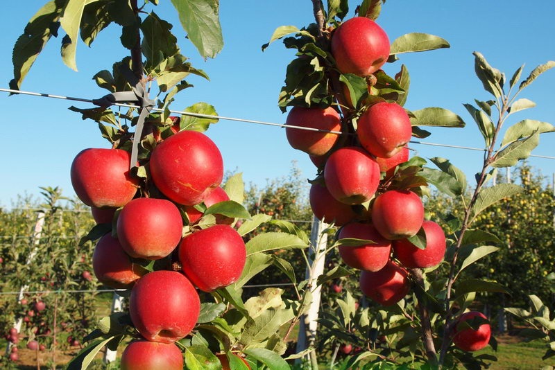 Pommier à mât de Gala