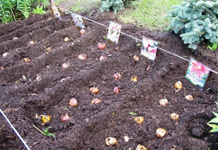 Bien planter des bulbes de lys