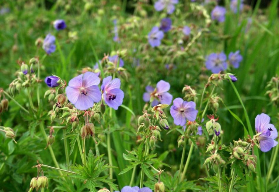 Fleurs vivaces (TOP-50 espèces): catalogue de jardin à offrir avec photos et noms