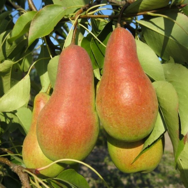 Poire beauté Talgar
