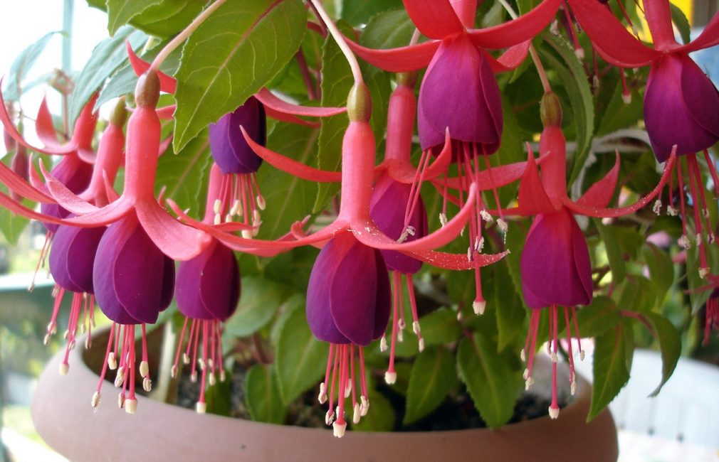 fuchsia