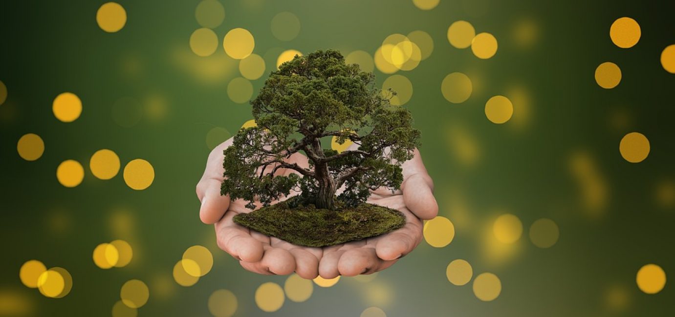 petit arbre dans des mains humaines