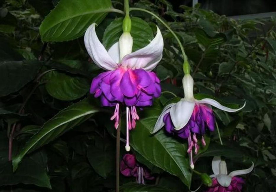 Diamants et Saphirs.