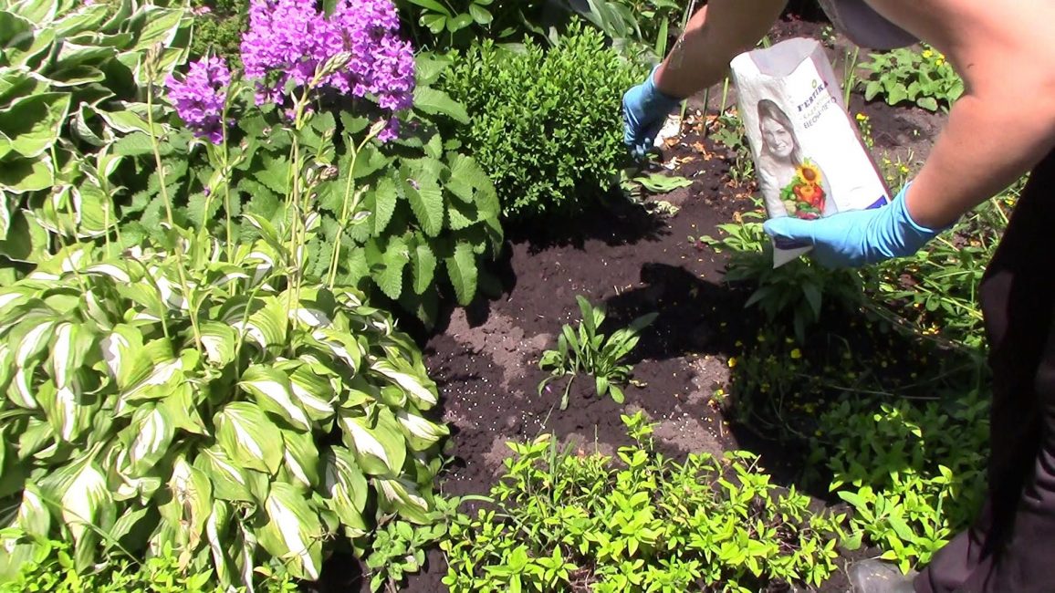 Top dressing de plantes vivaces