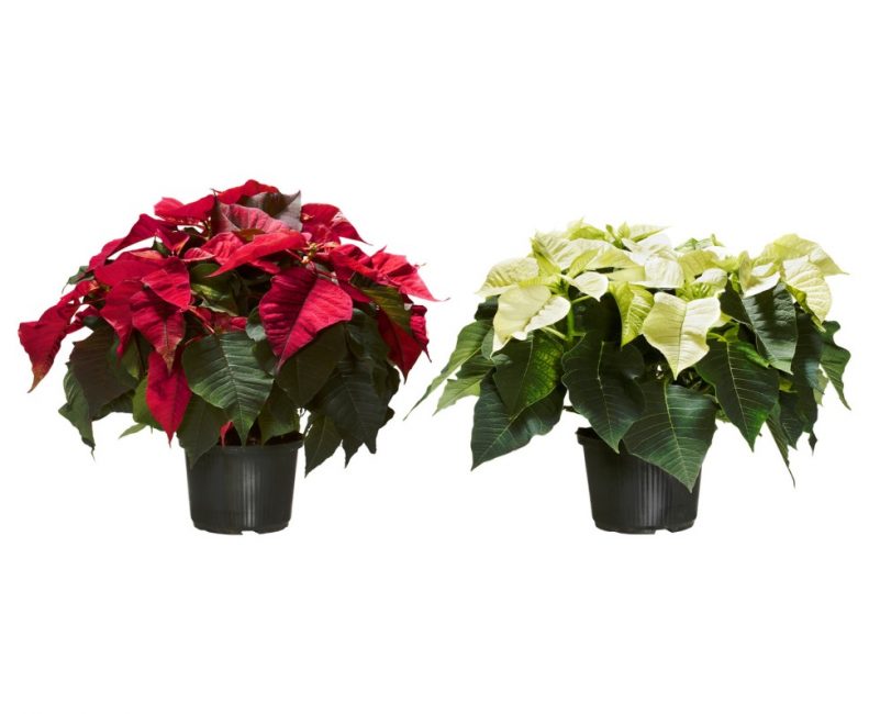 Plantes saines avec une couronne formée