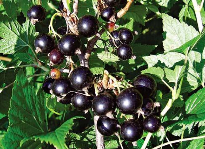 variété Selechinskaya 2