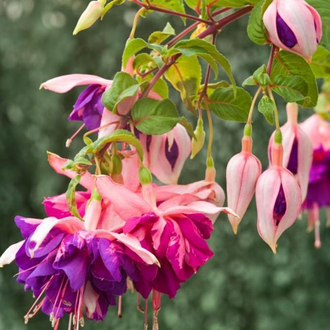 • Pour conteneurs et patios