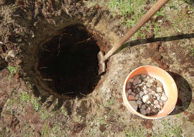 Drainage pour un rosier