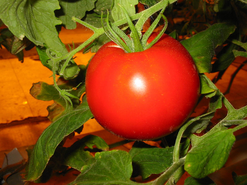 Recherche de variétés de tomates