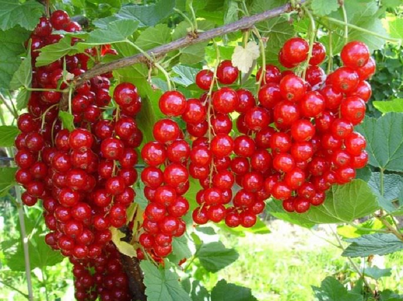 cultivar Jonker van Tets