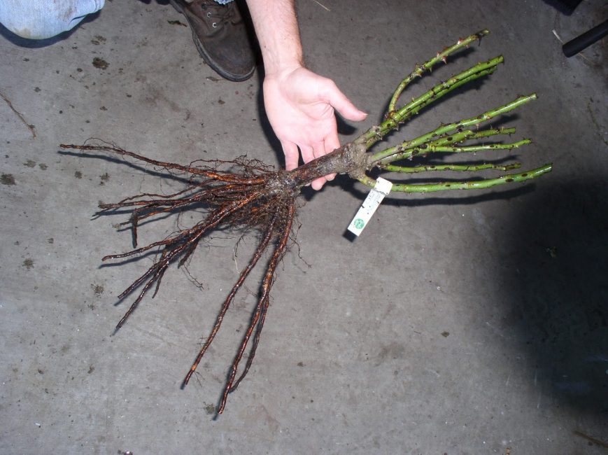 Choisir un semis de rosier