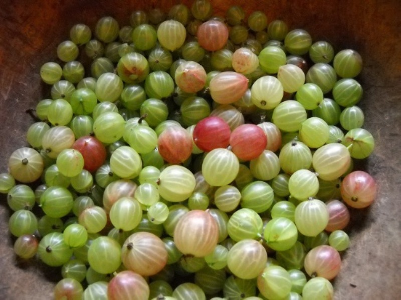 Préparer soigneusement les groseilles