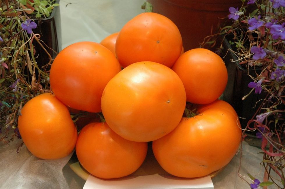 Variété de tomates Dina