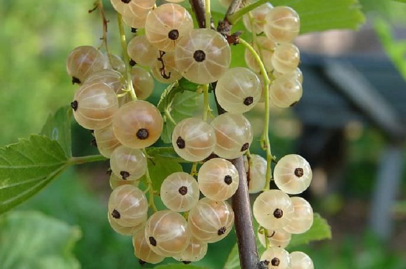 Variété Versailles