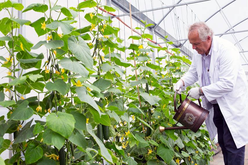 Arroser les concombres dans une serre