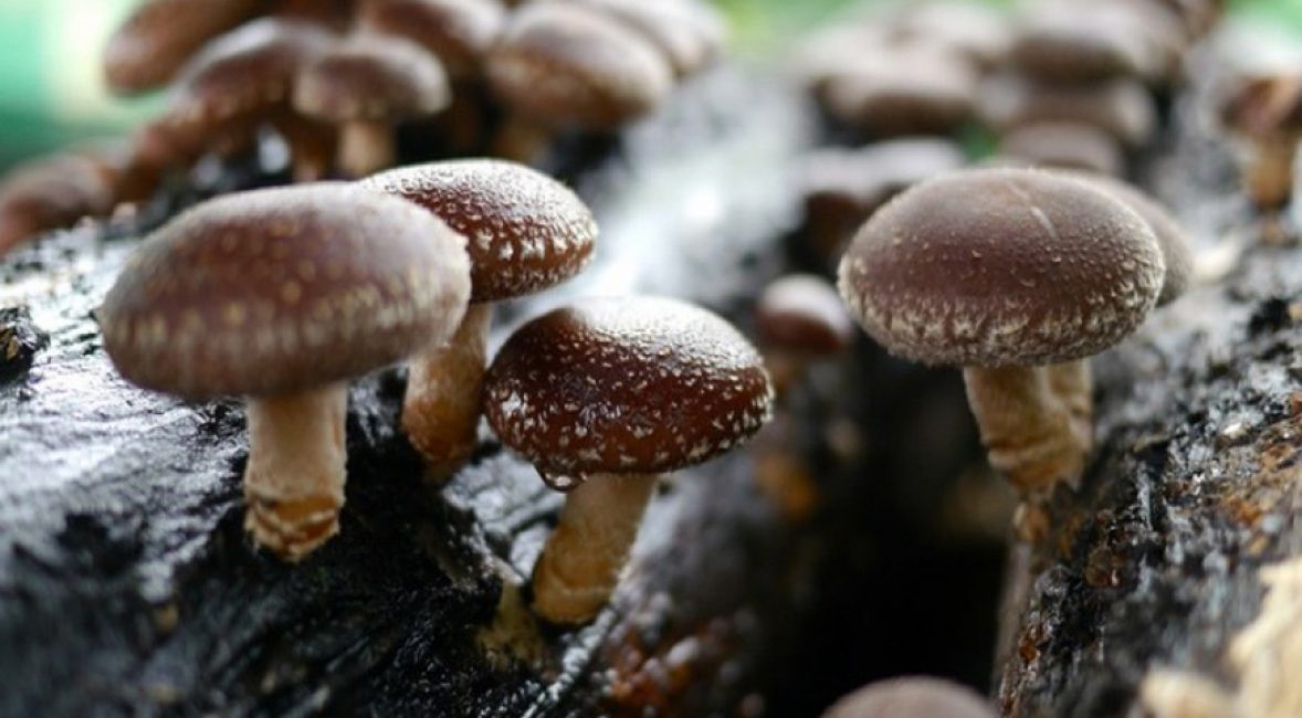 Champignons shiitake : l'apparition d'un délice asiatique.