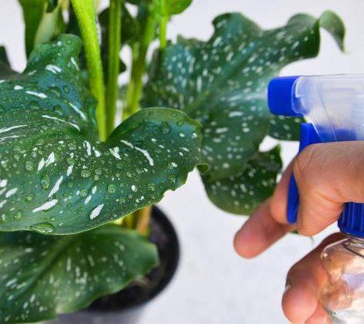 pulvérisation calla