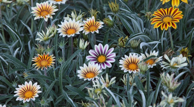 Fleur de gazania