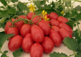 Variété de tomate Cio-Cio-san