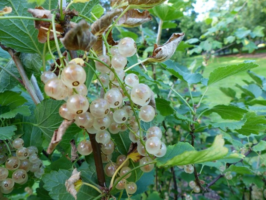 variétés Yuterborgskaya