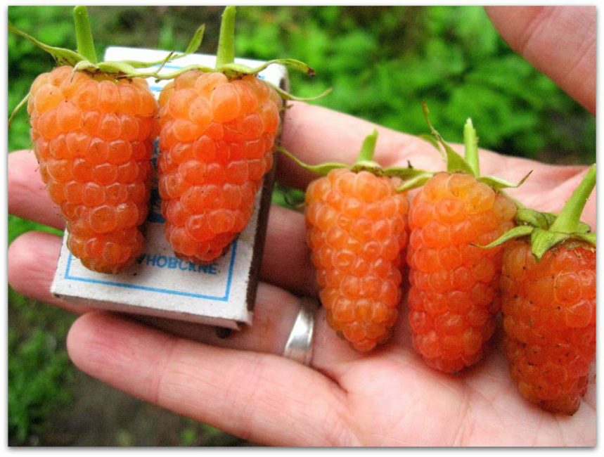 Variété Orange Miracle