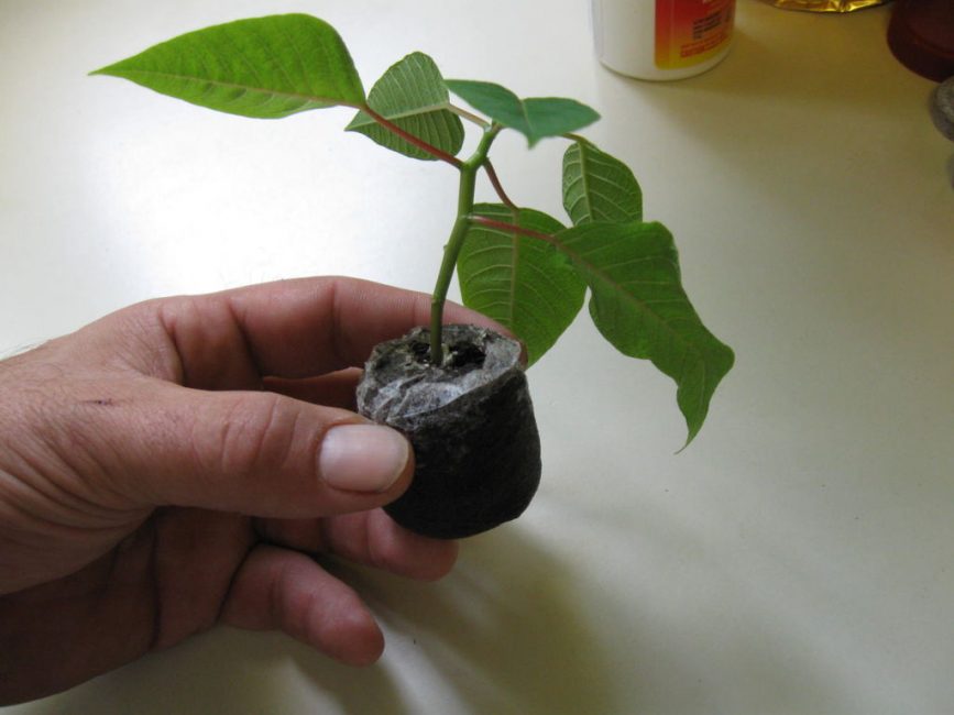 Les boutures enracinées sont prêtes à être plantées dans un pot séparé