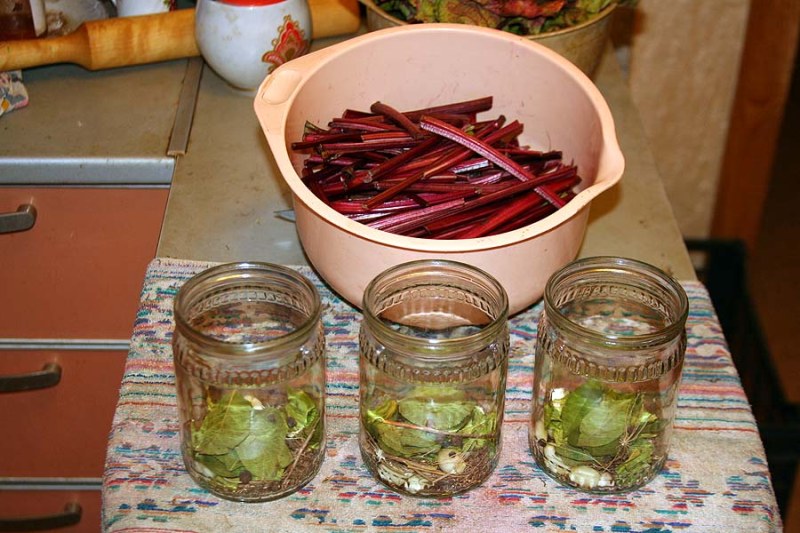  Les sommets sont également utilisés, sous forme marinée, ils sont très savoureux