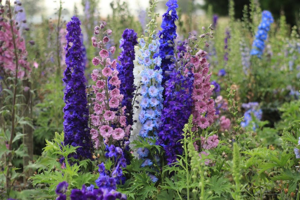 fleur de delphinium