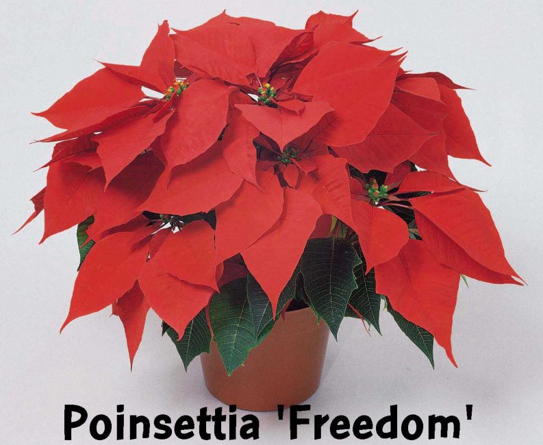 Liberté avec des hauts rouges