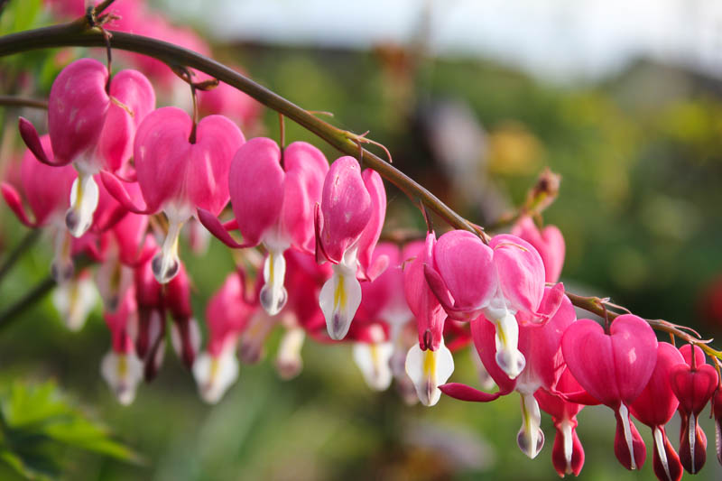 Fleur de dicentra