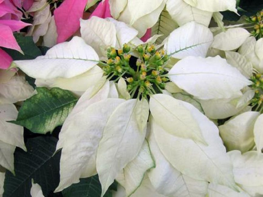 Floraison Cortez Blanc