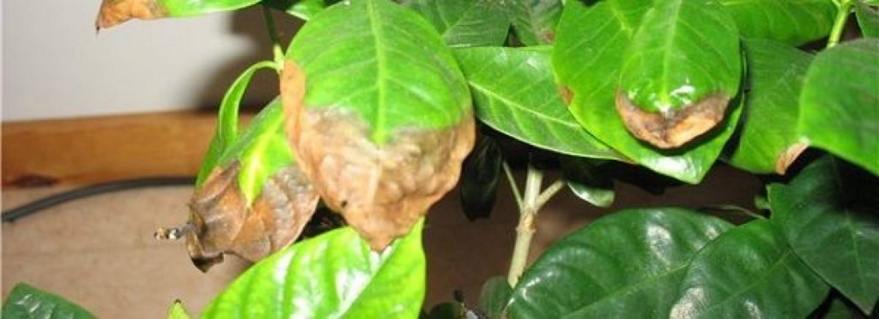 feuilles d'azalée malades