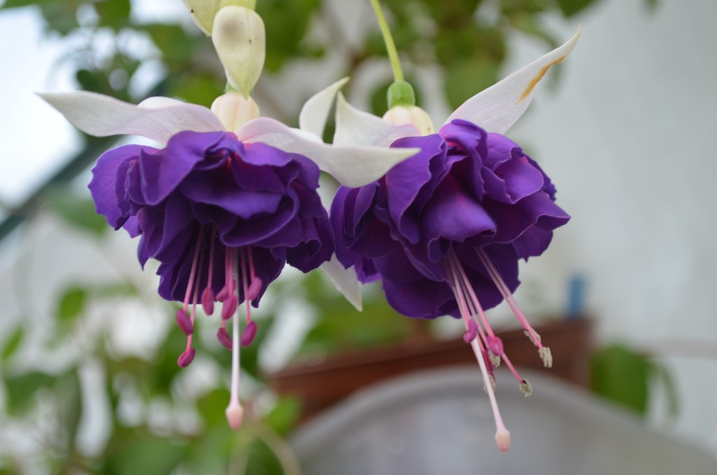 Volants bleus (volants bleus)