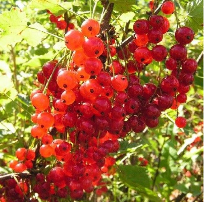 Variété hollandaise rouge